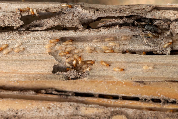 Best Insect Control  in Westlake, TX